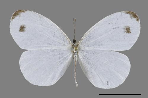 Leptosia nina niobe[黑點粉蝶][00094060]