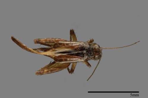 <已分類>Family：Nemobiidae[地蟋科][00054429]