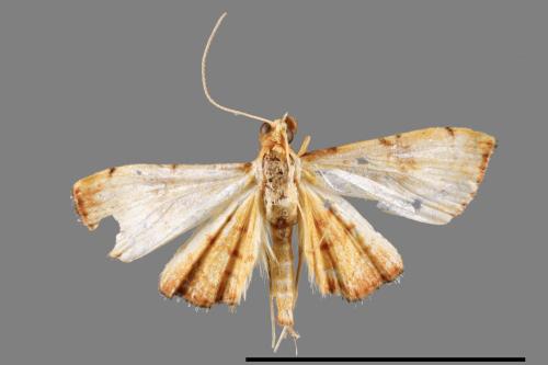<已分類>Family：Crambidae[草螟科][00064034]