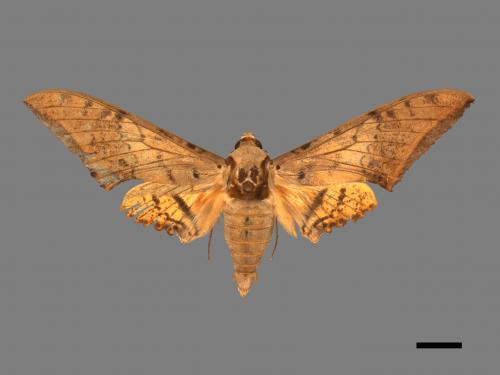 Ambulyx sericeipennis[臺灣鷹翅天蛾][00016729]
