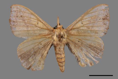 Andraca olivacea[綠茶蠶蛾][00053011]