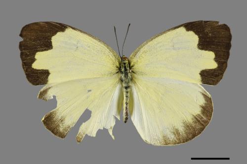 Eurema blanda arsakia[臺灣黃蝶][00102128]