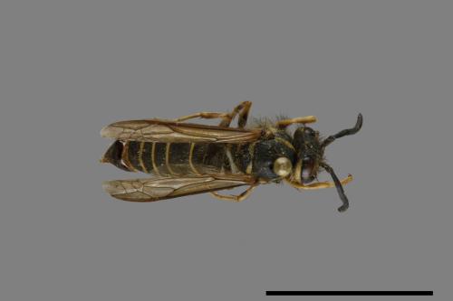 Vespula flaviceps[細黃胡蜂][00073223]