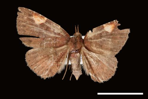 Pangrapta costinotata[00007855]