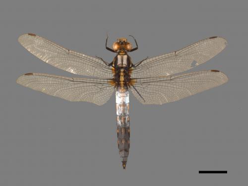 Orthetrum japonicum internum[扶桑蜻蜓][00103660]