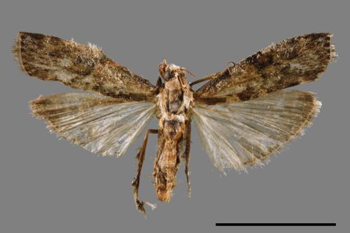 <已分類>Family：Pyralidae[螟蛾科][00063989]