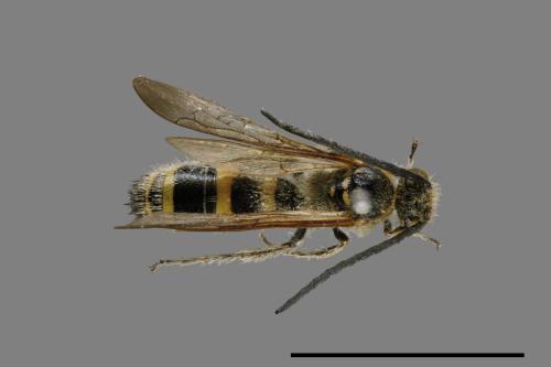 <已分類>Family：Scoliidae[土蜂科][00072492]