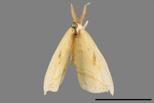 Callidrepana patrana[五倍樹鉤蛾][00057106]