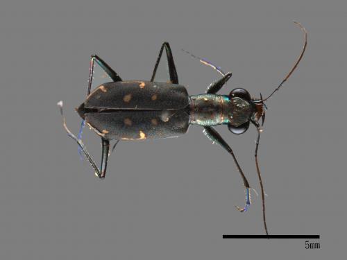 Cylindera kaleea[00041838]