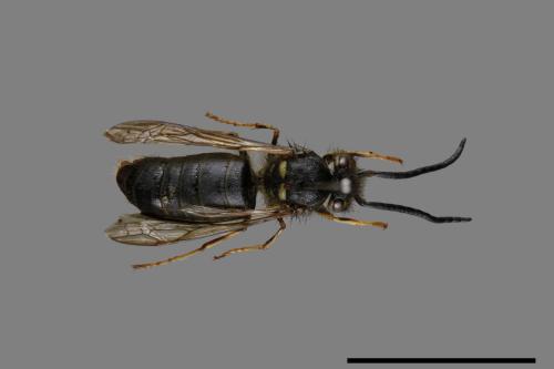 Vespula flaviceps[細黃胡蜂][00072930]
