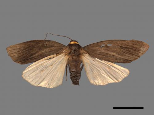 Paraona staudingeri[烏閃苔蛾][00055919]