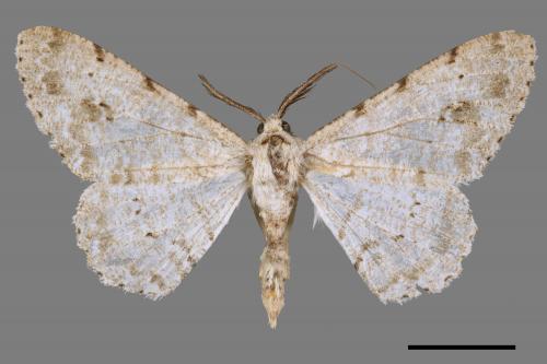 Lassaba parvalbidaria parvalbidaria[污雪雙斑尺蛾][00030390]