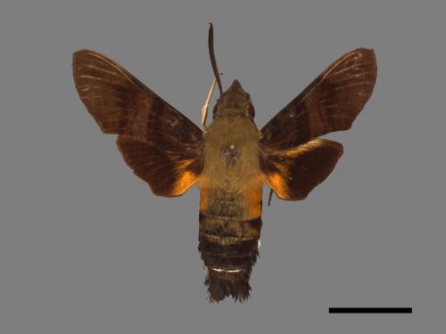 Macroglossum bombylans[青背長喙天蛾][00016939]