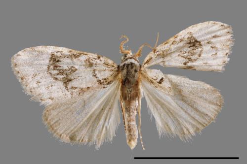 <已分類>Family：Noctuidae[夜蛾科][00008892]