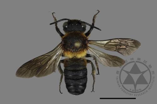 Megachile sculpturalis[粗切葉蜂][00169775]