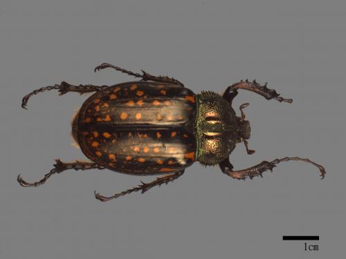 Cheirotonus macleayi formosanus[臺灣長臂金龜][00085103]