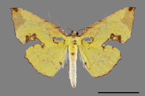Corymica pryeri[滿月圓窗尺蛾][00100489]
