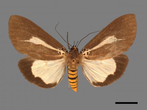 Asota heliconia zebrina[圓端擬燈蛾][00045151]