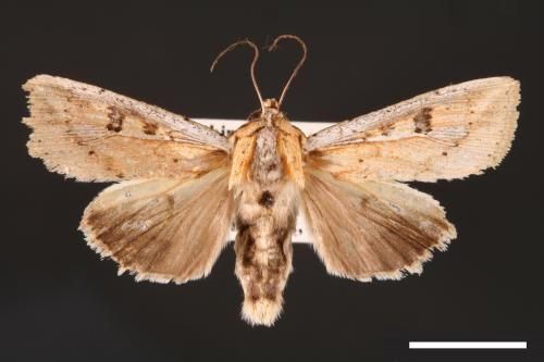 Mythimna albomarginata rubea[白緣秘夜蛾][00001541]