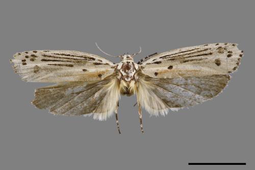 Ethmia lineatonotella[點帶織葉蛾][00061418]