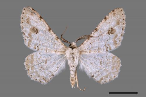 Lassaba parvalbidaria parvalbidaria[污雪雙斑尺蛾][00059556]