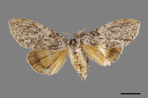 Calliteara taiwana[刻茸毒蛾][00071044]