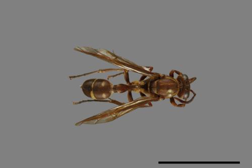 Parapolybia nodosa[叉胸異腹胡蜂][00078593]