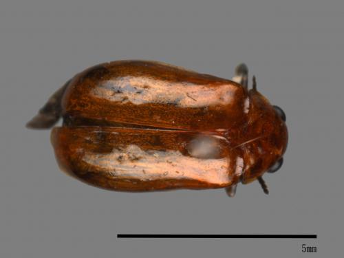 <已分類>Family：Chrysomelidae[金花蟲科][00084000]