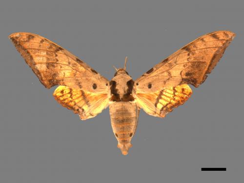 Ambulyx sericeipennis[臺灣鷹翅天蛾][00017438]