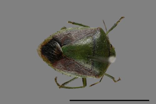 <已分類>Genus：Plautia[00026112]
