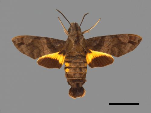 Macroglossum pyrrhosticta[黃斑長喙天蛾][00016542]