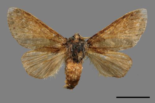 Pseudofentonia diluta variegata[迴舟蛾][00056405]