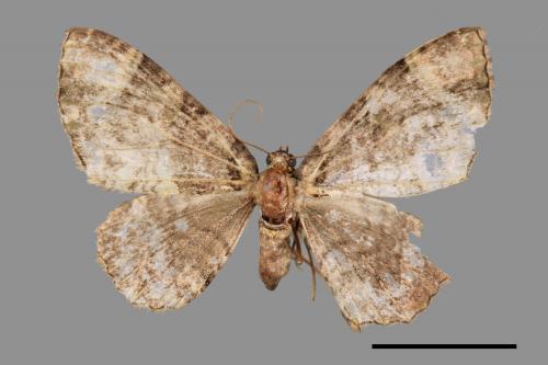 <已分類>Family：Geometridae[尺蠖蛾科][00038727]