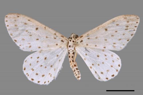 Xenoplia trivialis[胡麻斑星尺蛾][00054520]