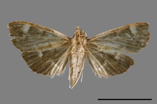 <已分類>Family：Crambidae[草螟科][00047685]