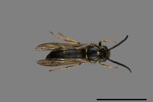 Vespula flaviceps[細黃胡蜂][00073413]