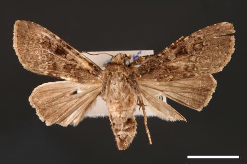 Apospasta rantaizanensis[巒大山夜蛾][00001147]