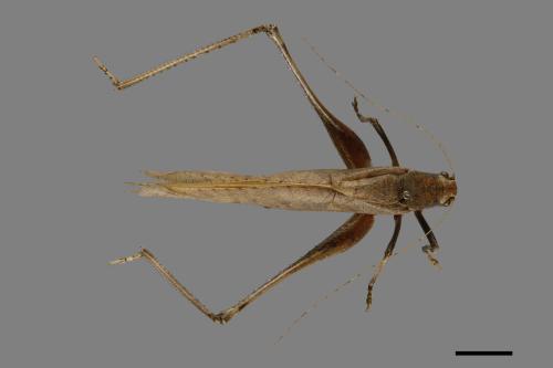 Mecopoda elongata[台灣騷蟴][00089198]