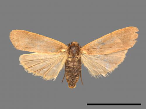 Tigrioides immaculatus[黃苔蛾][00047383]