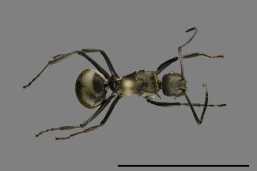 <已分類>Genus：Polyrhachis[00093961]