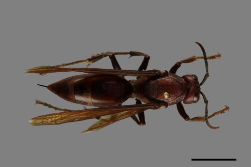 Polistes gigas[巨長腳蜂][00074309]