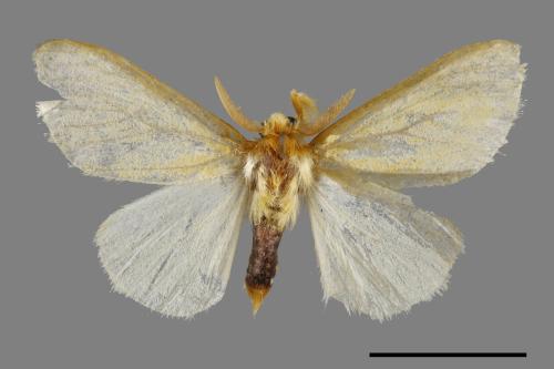 <已分類>Genus：Euproctis[00038777]