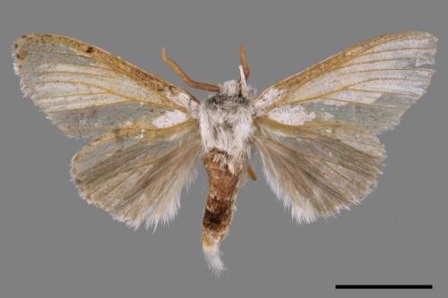 Cnethodonta grisescens baibarana[灰舟蛾][00045158]