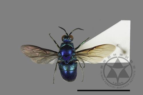 <已分類>Family：Chrysididae[青蜂科][00196275]