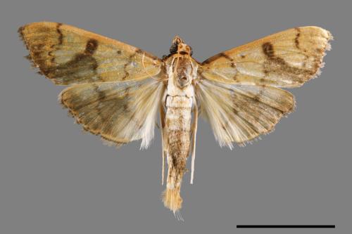 <已分類>Family：Crambidae[草螟科][00063136]
