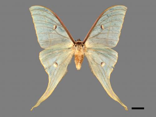 Actias selene ningpoana[長尾水青蛾][00016364]