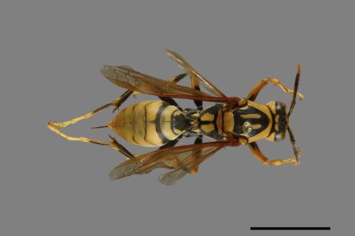 Polistes rothneyi[黃長腳蜂][00073599]