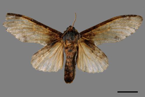 Peridea sikkima ochreipennis[錫納斑舟蛾][00051306]