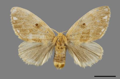 Euproctis inornata[00059456]