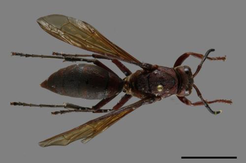 Polistes tenebricosus[赭褐長腳蜂][00116255]